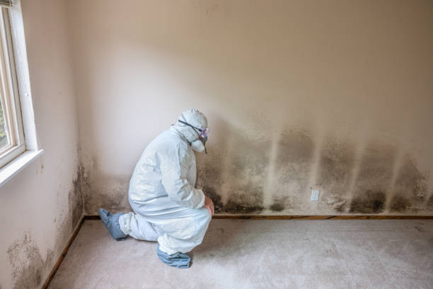 Professional Mold Inspection, Removal & Remediation in Prestbury, IL